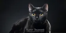 коло