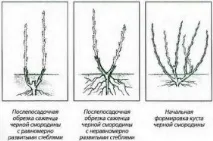 Обрізування та формування смородини формування