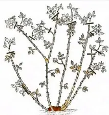 троянди
