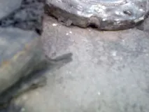 Знову бензобак гвинта