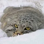 Осінь та все, що з нею пов’язано Автор