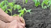 Томат Де Барао опис, вирощування сорту та врожайність опис