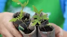 Томат Де Барао опис, вирощування сорту та врожайність опис