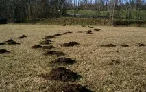 Відлякувачі кротів на сонячних батареях (фото) батареях