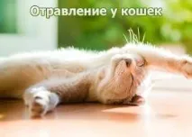 Отруєння у кішок як визначити та допомогти вихованцю My Life визначити
