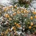 Перший сніг раптом прийшов, перший сніг» (фотозамальовка) раптом