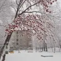 Перший сніг раптом прийшов, перший сніг» (фотозамальовка) сніг