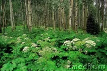 Пієлонефрит - Лікування прянощами хвилин