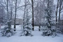 Перший сніг раптом прийшов, перший сніг» (фотозамальовка) сніг