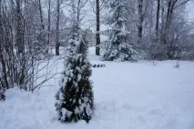 Перший сніг раптом прийшов, перший сніг» (фотозамальовка) сніг