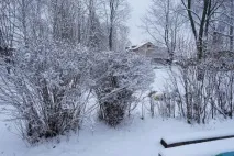 Перший сніг раптом прийшов, перший сніг» (фотозамальовка) сніг