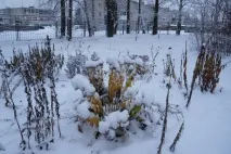 Перший сніг раптом прийшов, перший сніг» (фотозамальовка) перший