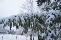 Перший сніг раптом прийшов, перший сніг» (фотозамальовка) перший
