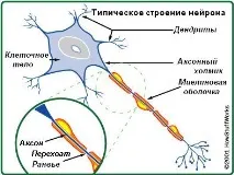 Перонеальна дистрофія Шарко-Марі-Тута (частина перша) Генетичні захворювання Все про гени! шарко-марі-тута