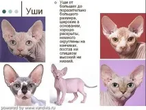 котів