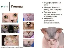 розплідник
