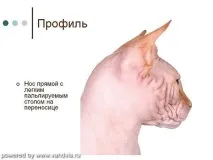 розплідник