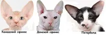 котів