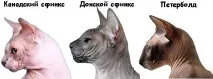 сфінкс