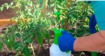 Підживлення помідорів у відкритому ґрунті що необхідно врахувати відкритому