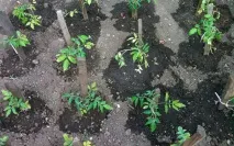 Підживлення помідорів у відкритому ґрунті що необхідно врахувати відкритому