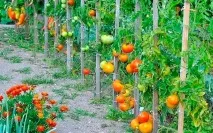 Підживлення помідорів у відкритому ґрунті що необхідно врахувати помідорів