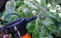Підживлення помідорів у відкритому ґрунті що необхідно врахувати відкритому