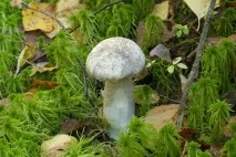 Підберезники (Leccinum) Leccinum