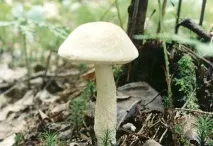 Підберезники (Leccinum) Leccinum