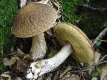 Підберезники (Leccinum) Leccinum