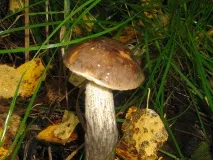 Підберезники (Leccinum) Leccinum