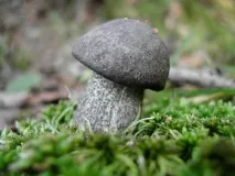 Підберезники (Leccinum) Leccinum