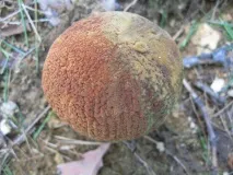 Підберезники (Leccinum) підберезники
