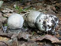 Підберезники (Leccinum) Leccinum