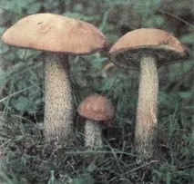 Підберезники (Leccinum) Leccinum