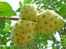 Корисні продукти для розуму, ТОП найкорисніших продуктів продукти