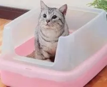 собаки