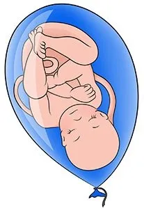 Передлежання та положення плода при вагітності, Mammyclub плода