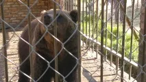 Пізнай свій край рідний Зооград у Пушкінських горах рідний