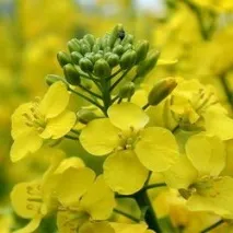 Потенціал сортів ще не вичерпано - AgroXXI сортів