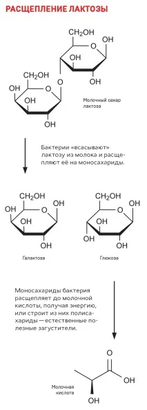 Правильно скисло молоко, Кіт Шредінгера правильно