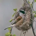 Химерний - пошук слів за маскою та визначенням, відповіді на сканворди пошук