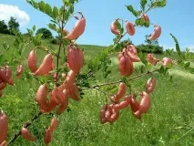 Міхур - посадка, розмноження та догляд розмноження