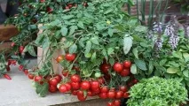Розсада томатів черрі, Вирости сад! розсада