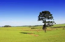 Рослини Південної Америки лісів