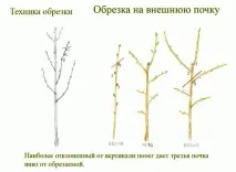 рослини