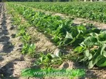 Розмноження сортів суниці в маточниках сортів
