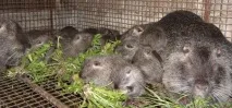 Розведення нутрій у домашніх умовах як бізнес етапи відкриття та ведення діяльності етапи