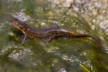 Тритони в акваріумі зміст води