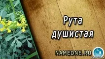 Рута запашна - лікувальні властивості - Назви рослин Р - Лікувальні трави - Народні рецепти - запашна
